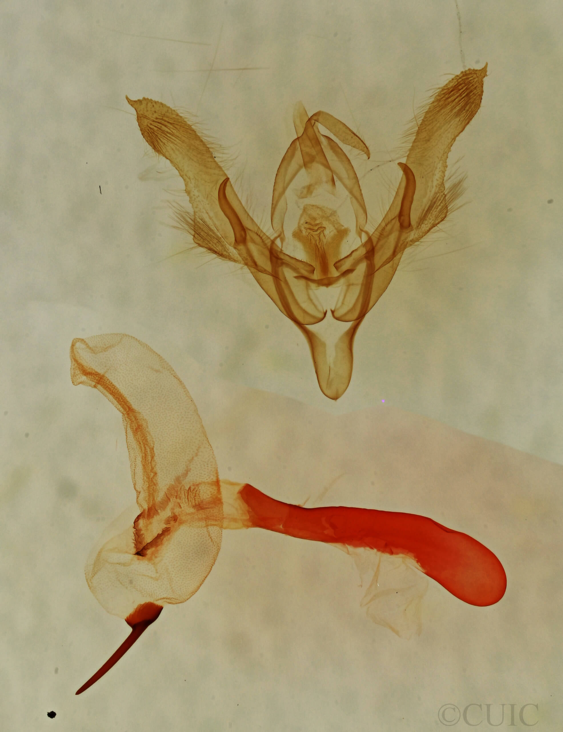 genitalia view of adult Homorthodes dubia