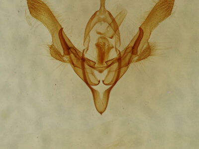 genitalia view of adult Homorthodes dubia