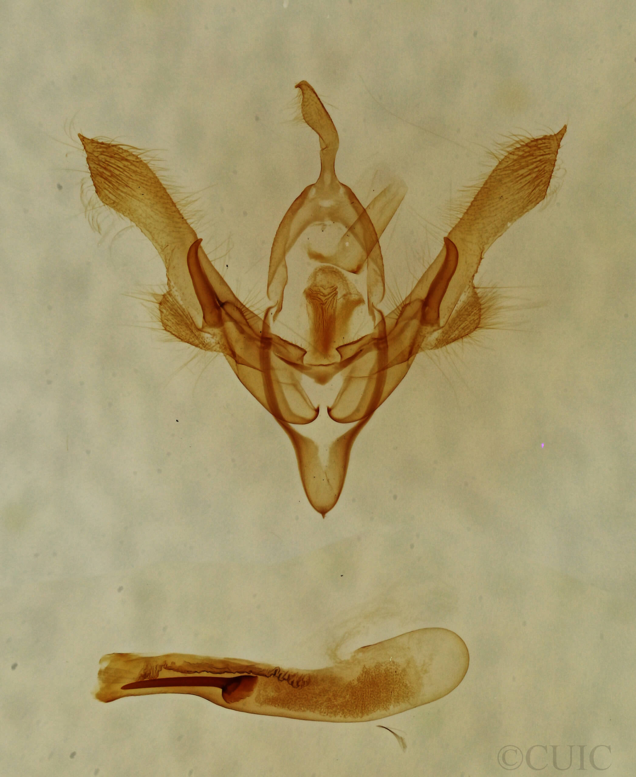 genitalia view of adult Homorthodes dubia