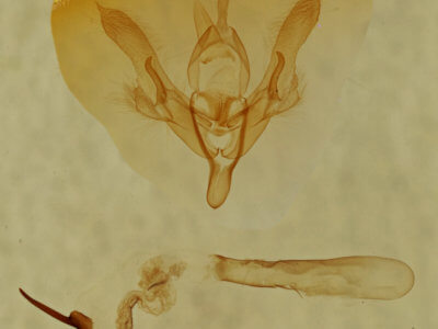 genitalia view of adult Homorthodes dubia