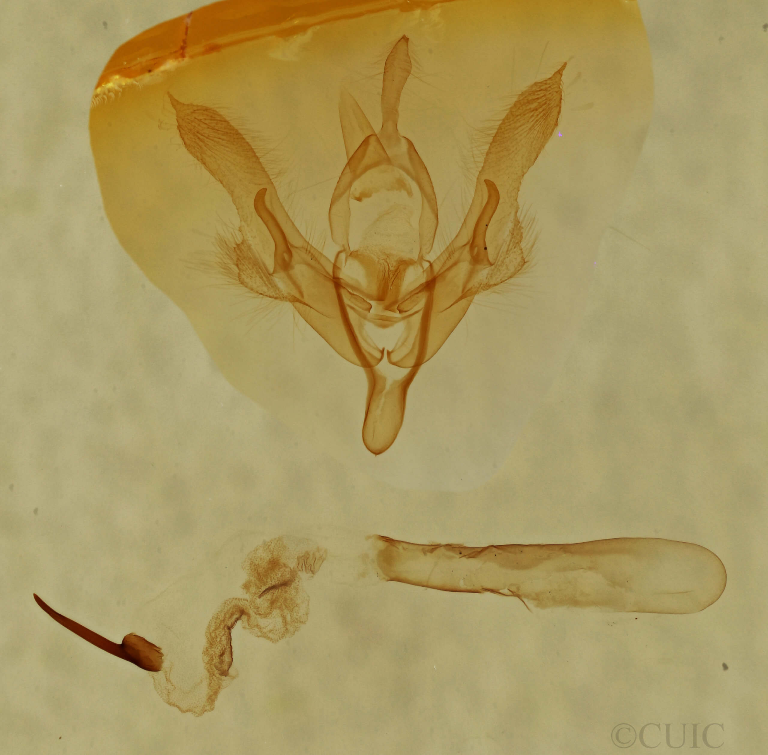 genitalia view of adult Homorthodes dubia