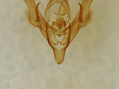 genitalia view of adult Homorthodes dubia