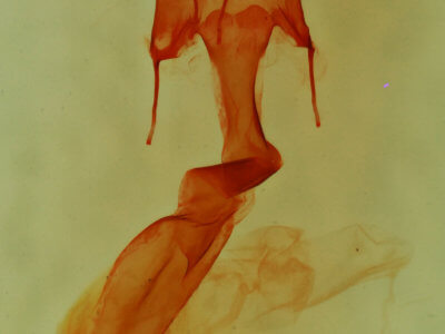 genitalia view of adult Homorthodes dubia