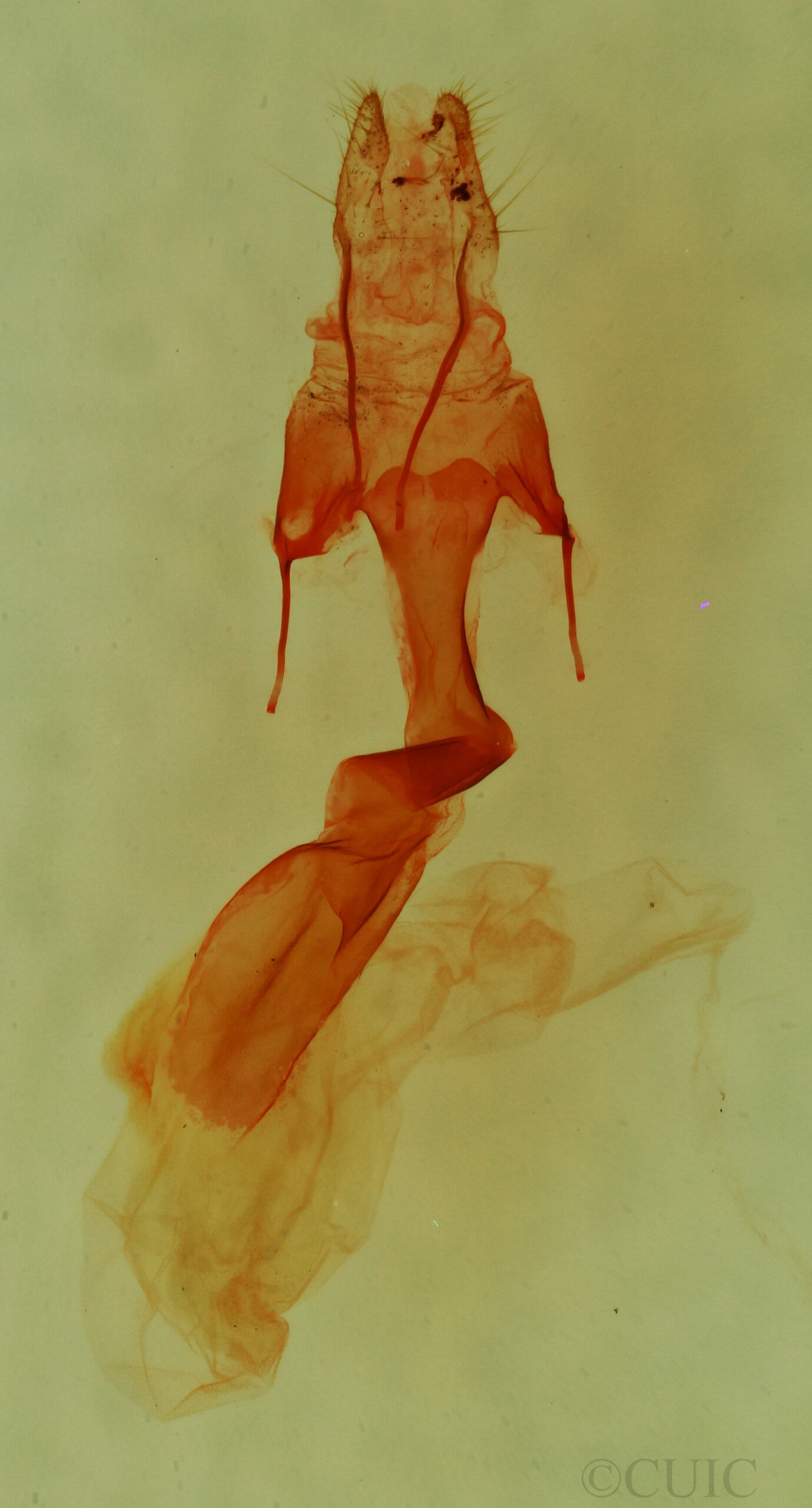 genitalia view of adult Homorthodes dubia