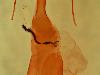 genitalia view of adult Homorthodes dubia