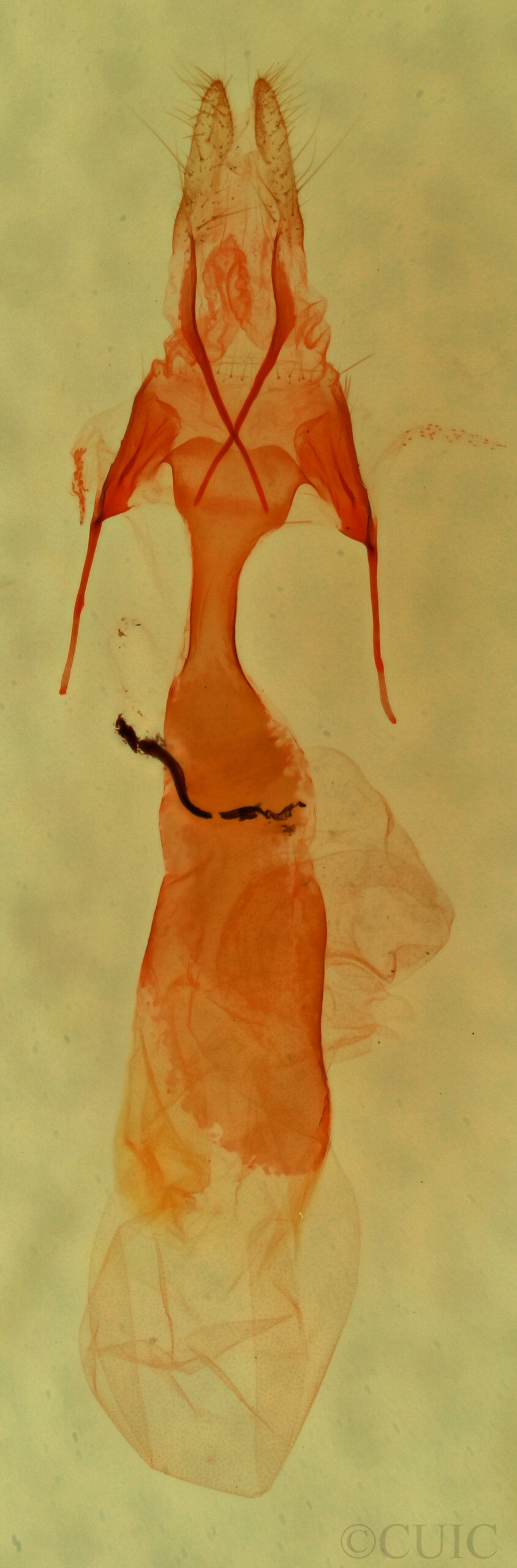 genitalia view of adult Homorthodes dubia
