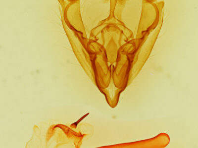 genitalia view of adult Hydroeciodes serrata