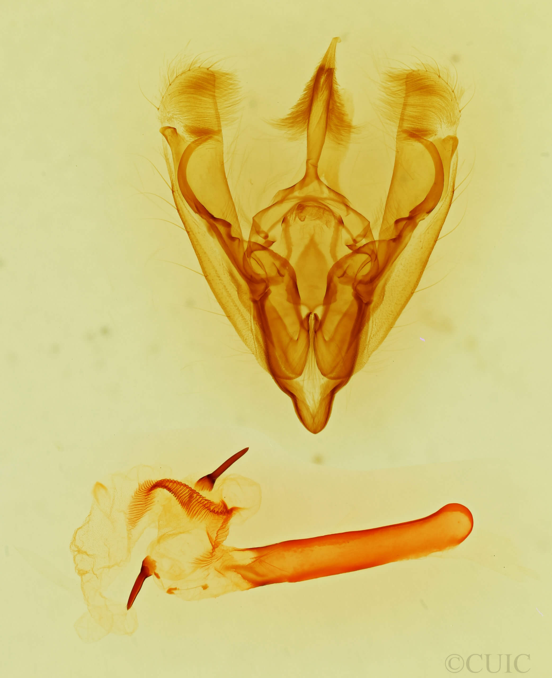 genitalia view of adult Hydroeciodes serrata