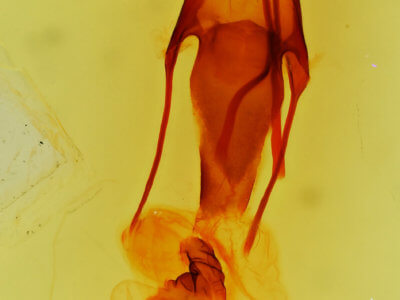 genitalia view of adult Hydroeciodes serrata