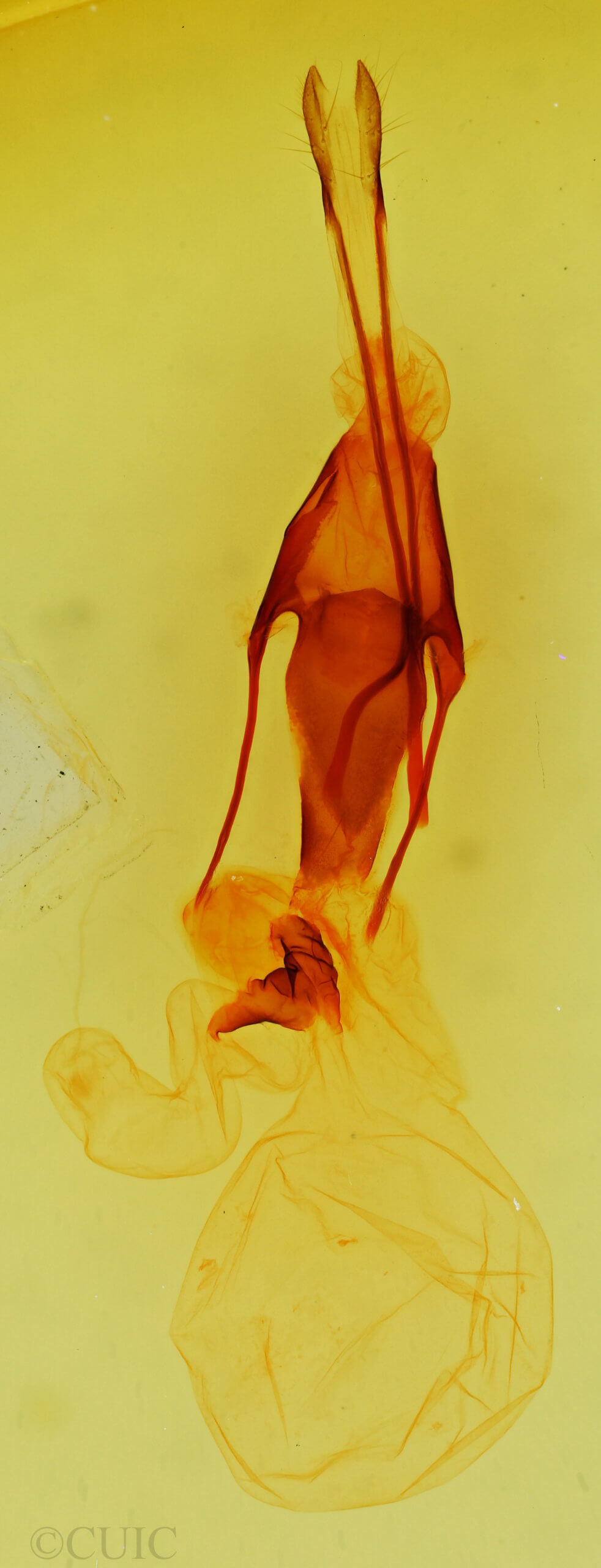 genitalia view of adult Hydroeciodes serrata