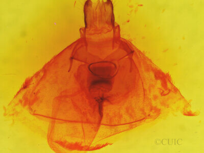 genitalia view of adult Hypocrisias minima