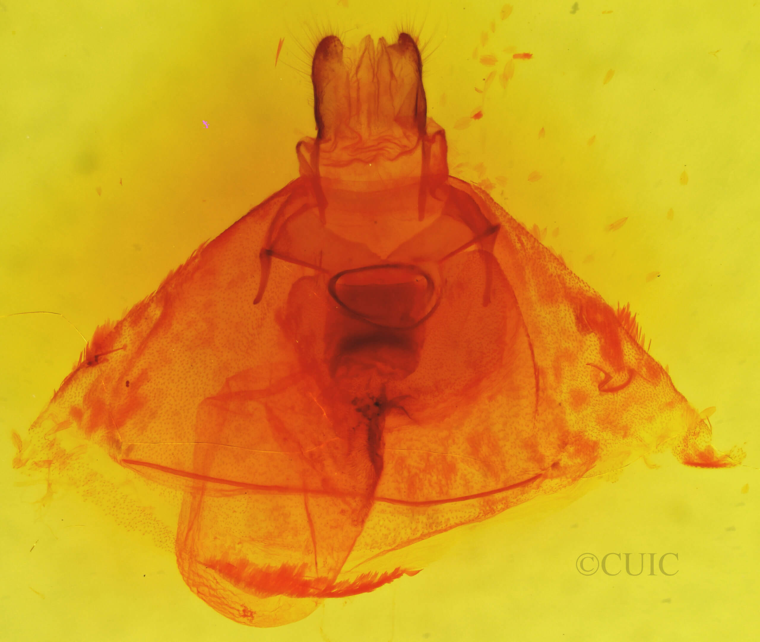 genitalia view of adult Hypocrisias minima