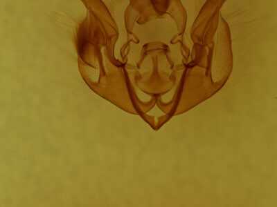 genitalia view of adult Lacinipolia bucketti