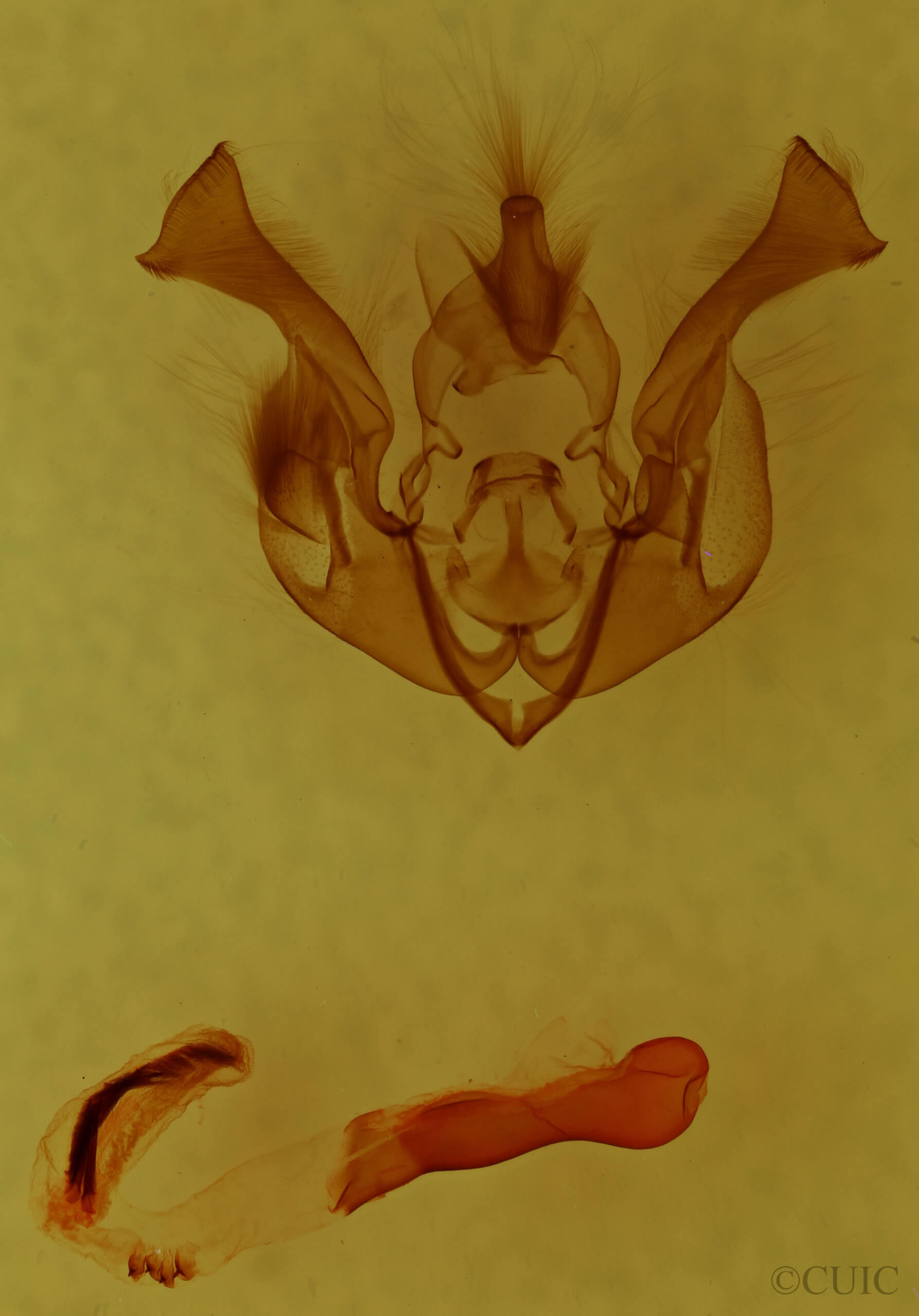 genitalia view of adult Lacinipolia bucketti