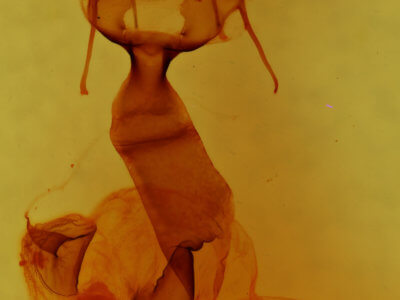 genitalia view of adult Lacinipolia bucketti