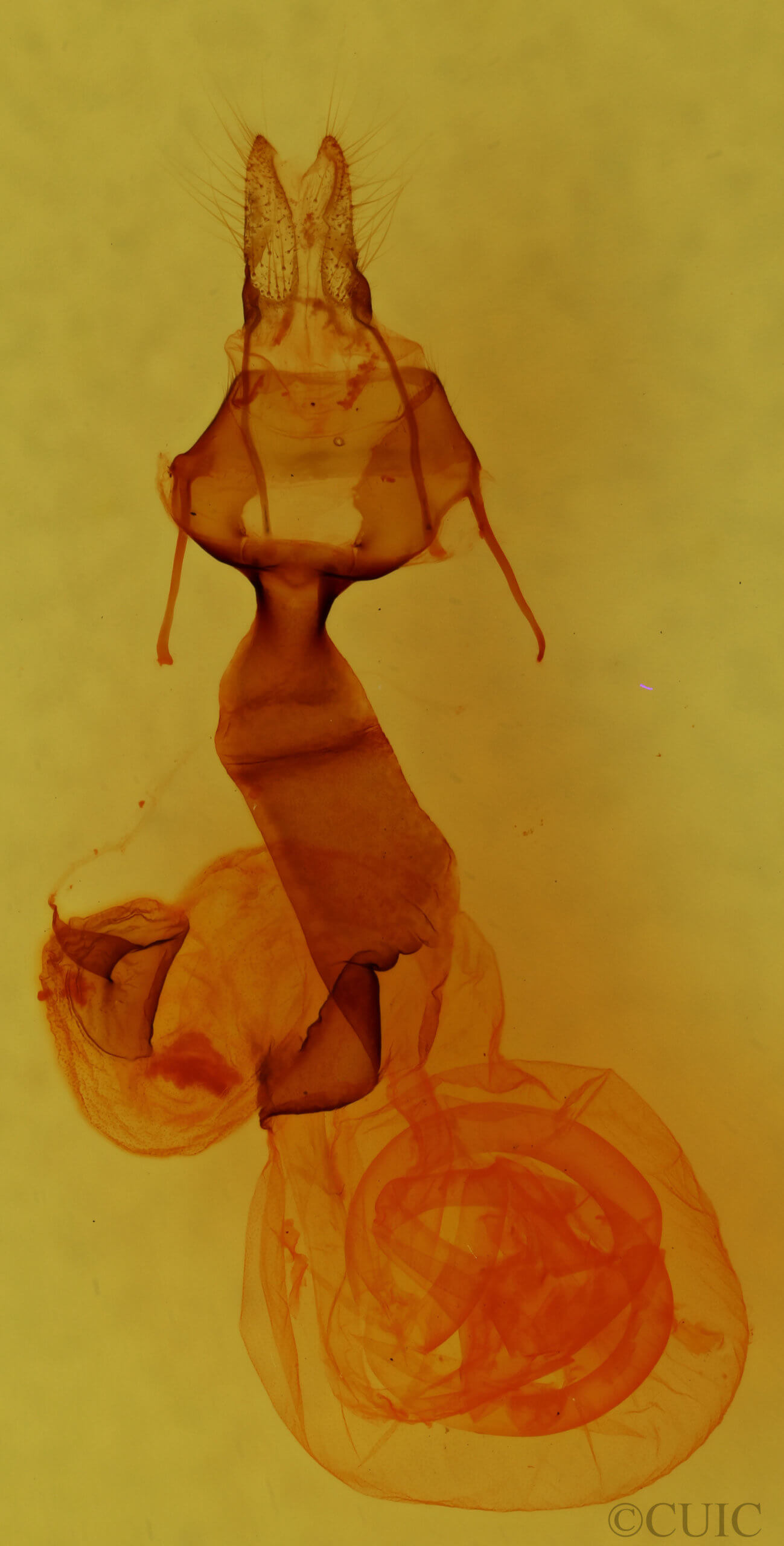 genitalia view of adult Lacinipolia bucketti