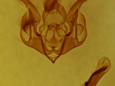 genitalia view of adult Lacinipolia bucketti