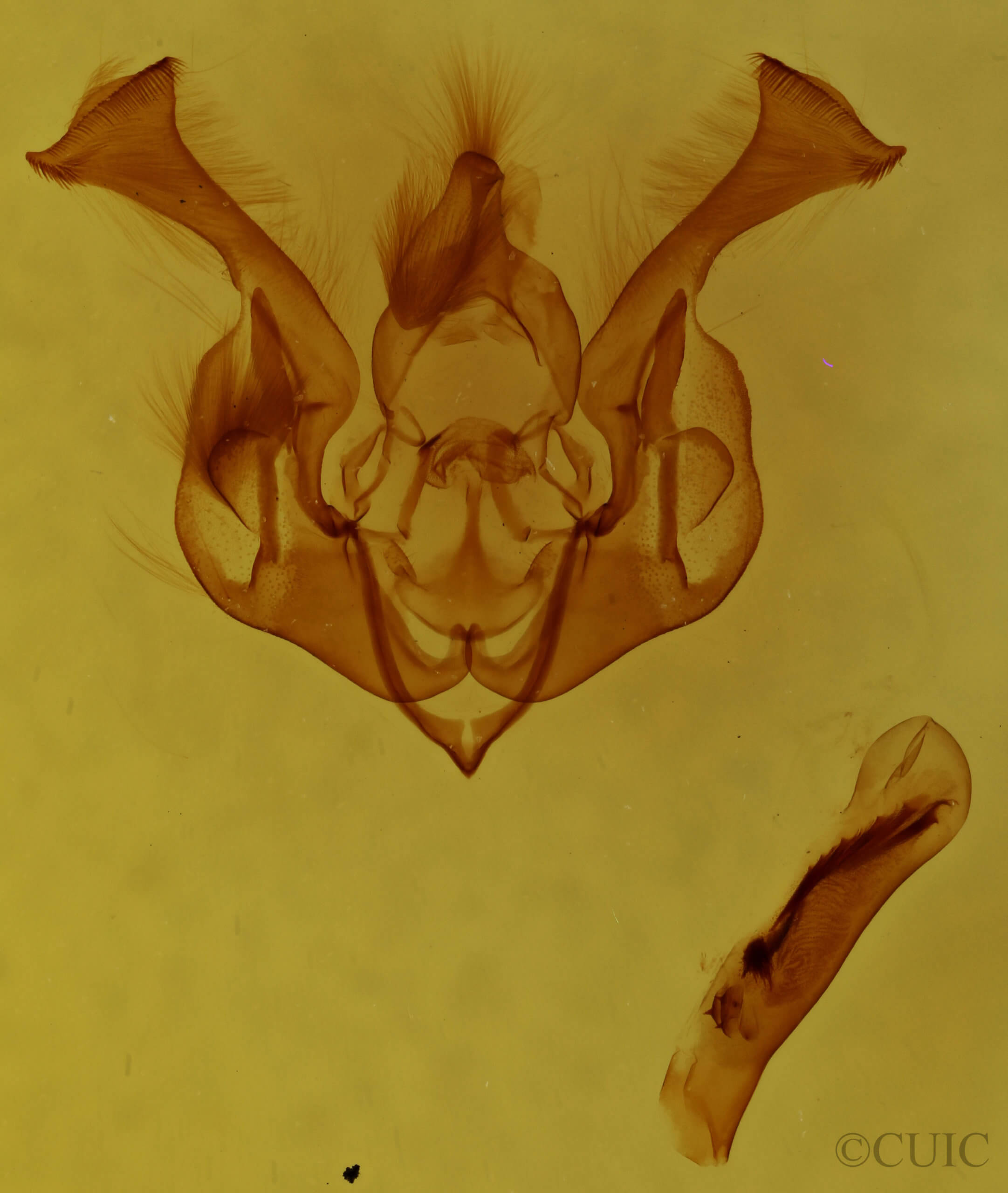 genitalia view of adult Lacinipolia bucketti