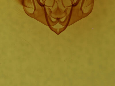 genitalia view of adult Lacinipolia