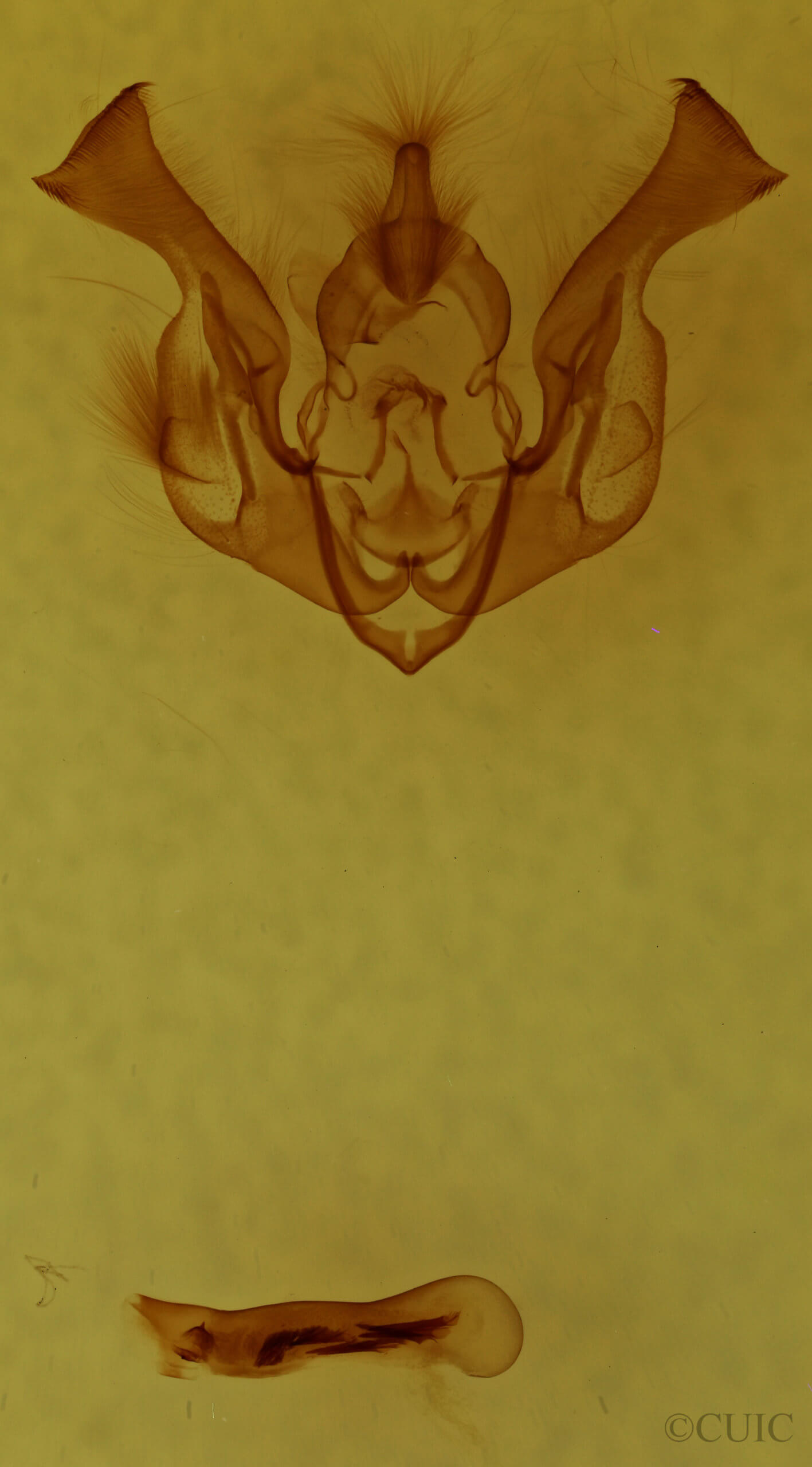 genitalia view of adult Lacinipolia