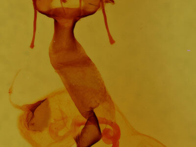 genitalia view of adult Lacinipolia