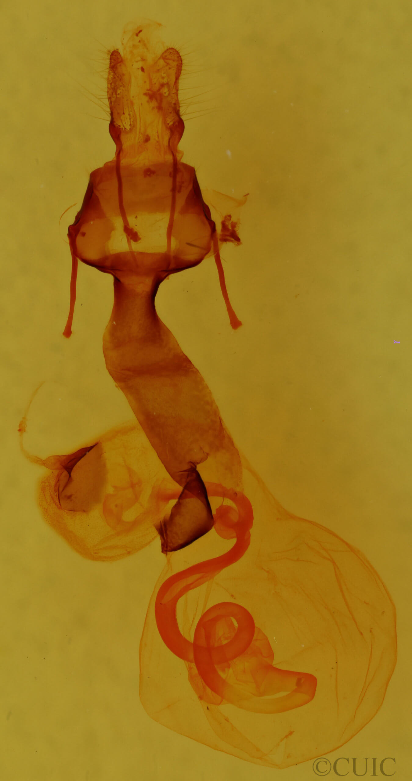 genitalia view of adult Lacinipolia