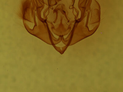 genitalia view of adult Lacinipolia bucketti