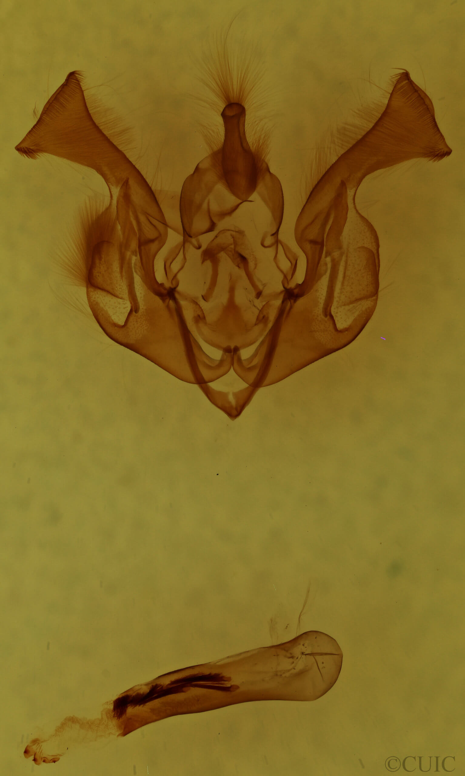 genitalia view of adult Lacinipolia bucketti