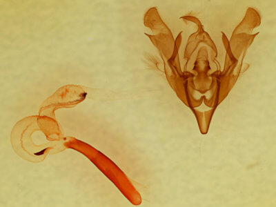 genitalia view of adult Lacinipolia luteimacula