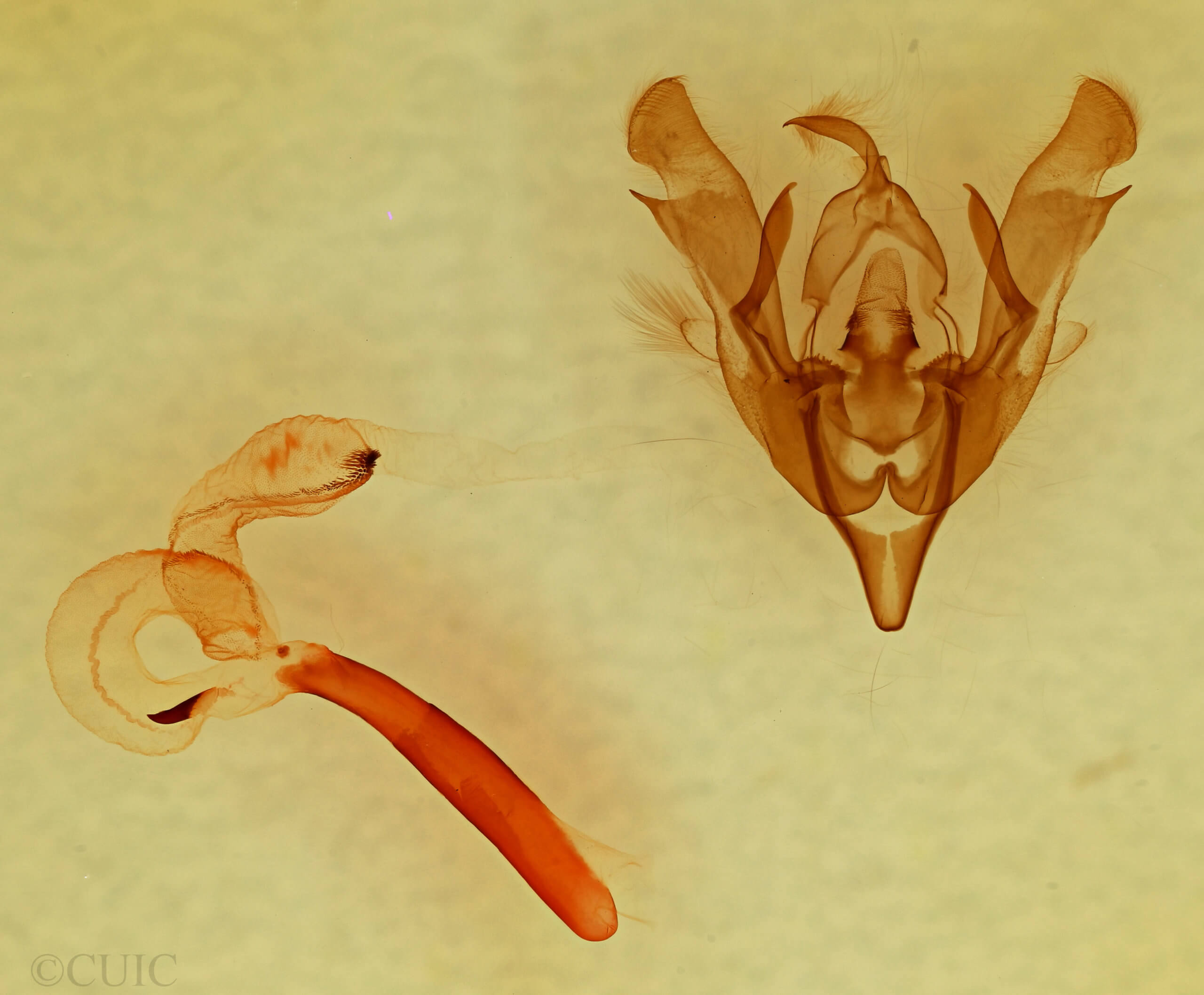 genitalia view of adult Lacinipolia luteimacula