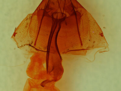 genitalia view of adult Lacinipolia luteimacula