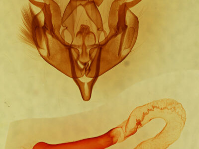 genitalia view of adult Lacinipolia fordi