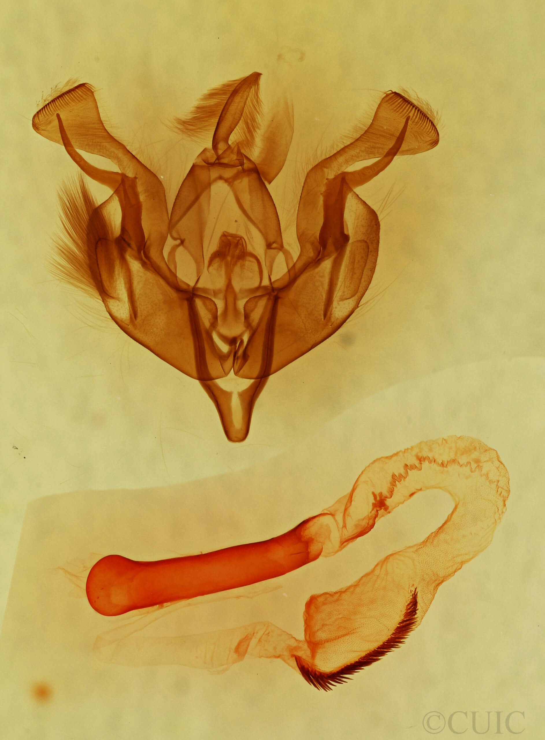 genitalia view of adult Lacinipolia fordi