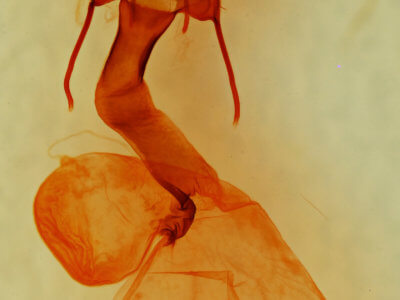 genitalia view of adult Lacinipolia fordi