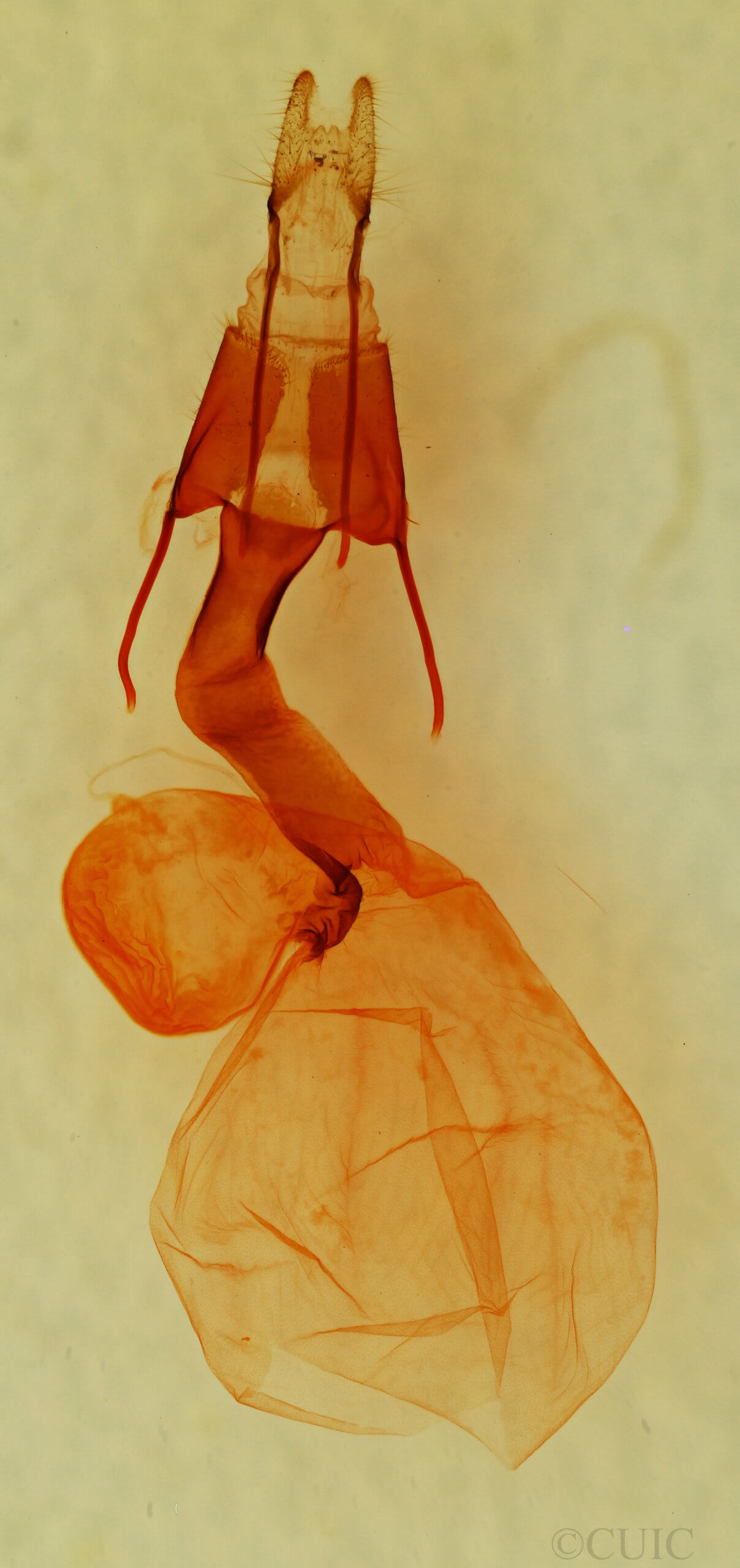 genitalia view of adult Lacinipolia fordi