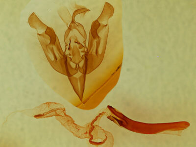 genitalia view of adult Lacinipolia delongi