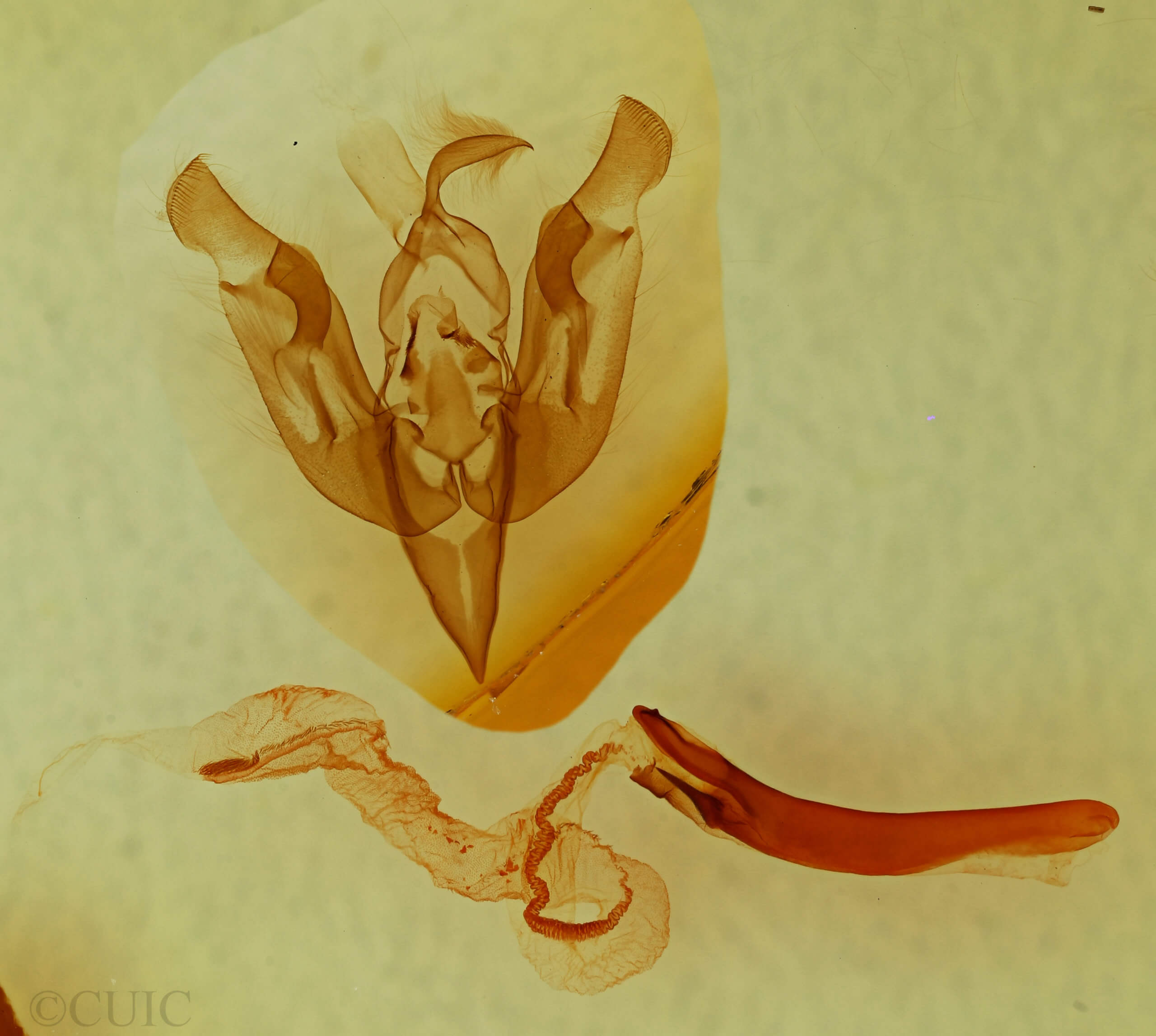 genitalia view of adult Lacinipolia delongi