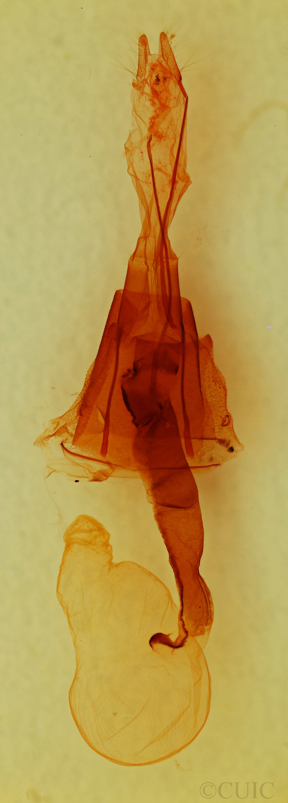 genitalia view of adult Lacinipolia  delongi