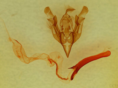 genitalia view of adult Lacinipolia delongi