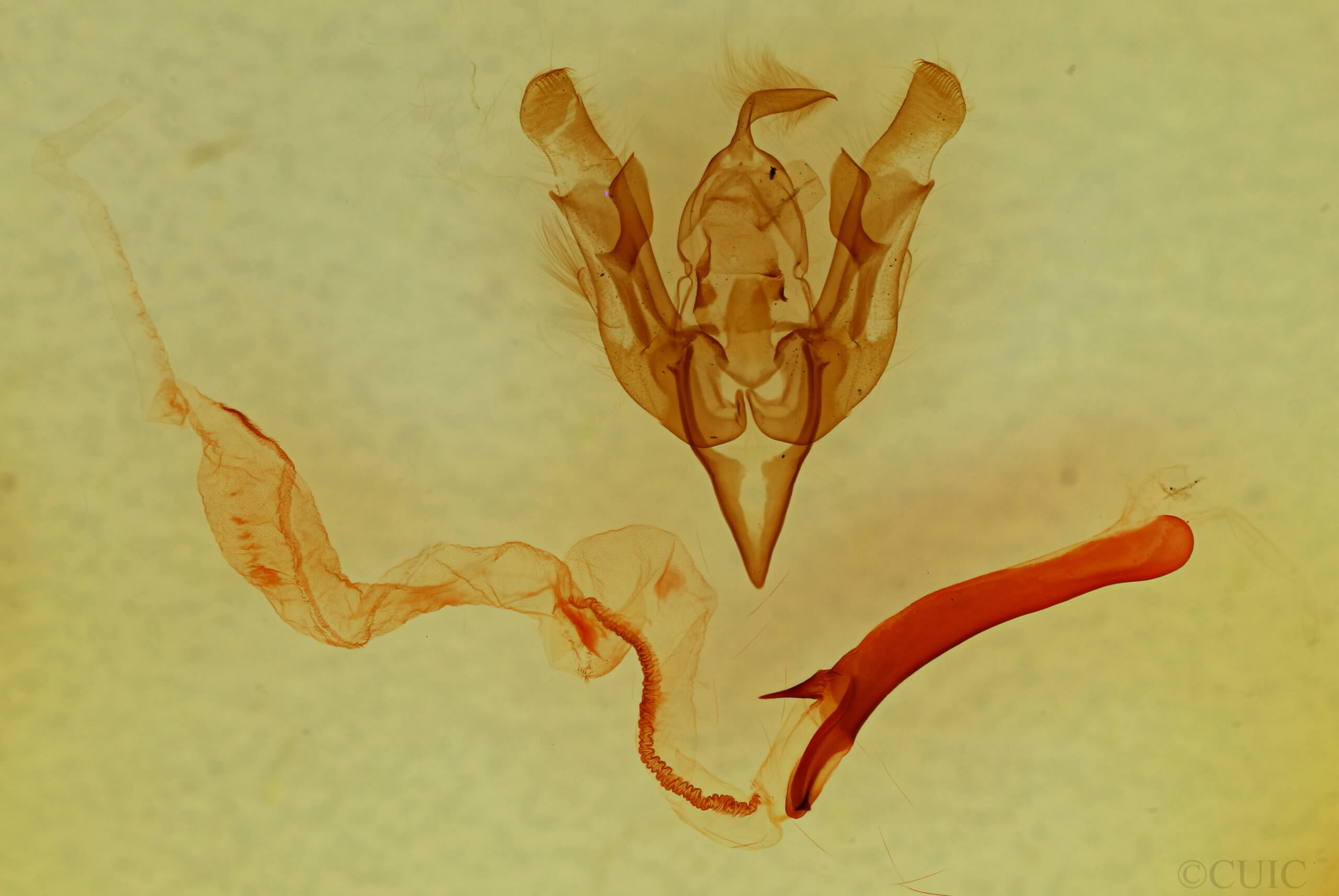 genitalia view of adult Lacinipolia delongi