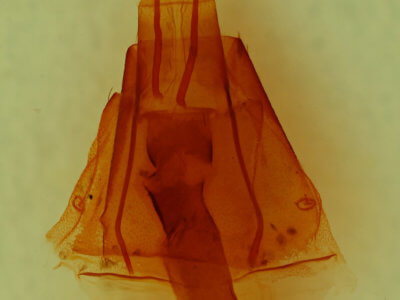 genitalia view of adult Lacinipolia delongi
