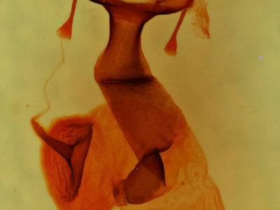 genitalia view of adult Lacinipolia sharonae