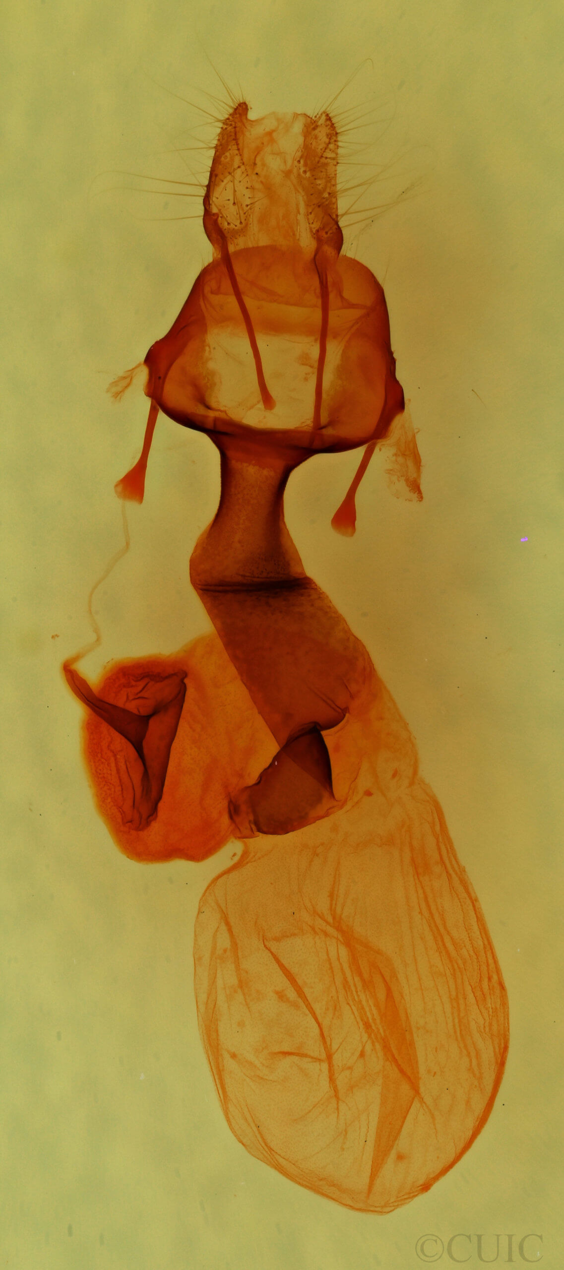 genitalia view of adult Lacinipolia sharonae