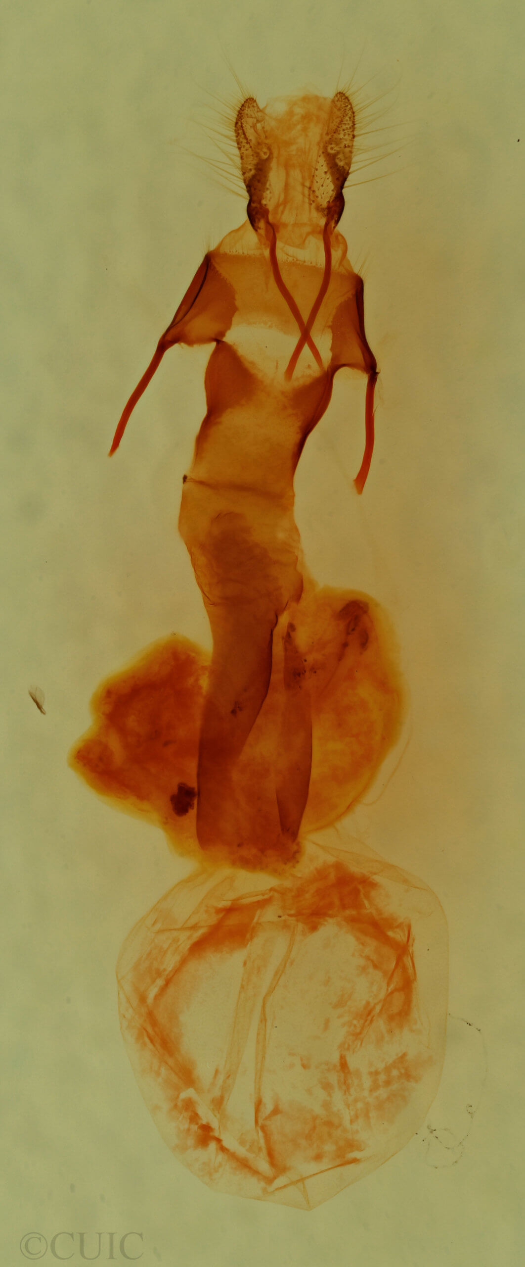 genitalia view of adult Lacinipolia incurva