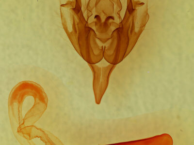 genitalia view of adult Leuconycta lepidula