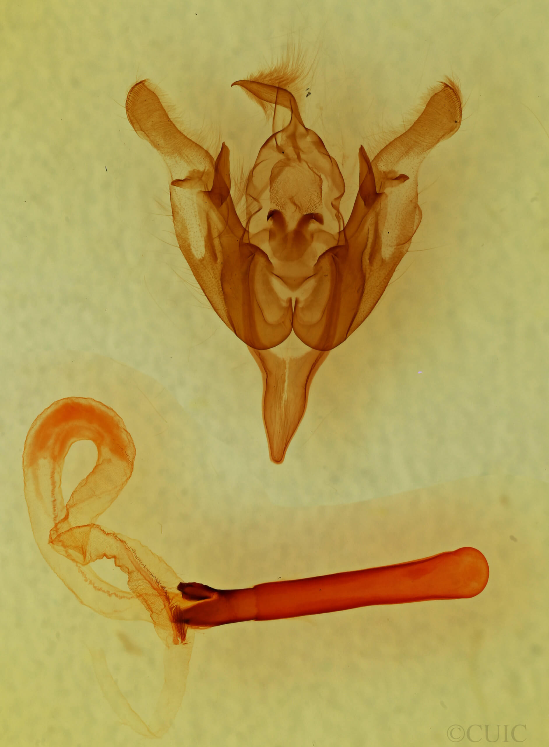 genitalia view of adult Leuconycta lepidula