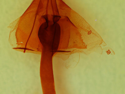 genitalia view of adult Leuconycta lepidula