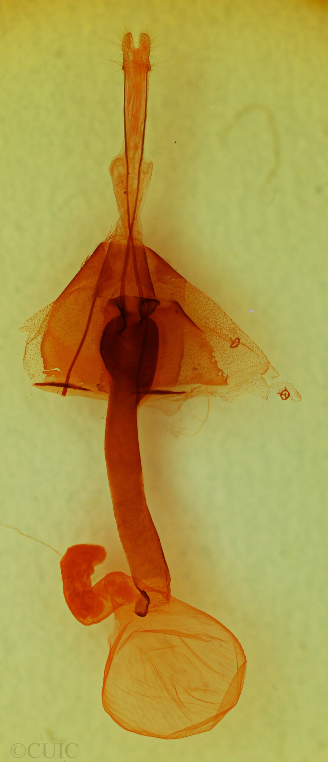 genitalia view of adult Leuconycta lepidula