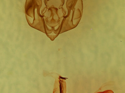 genitalia view of adult Lacinipolia olivacea