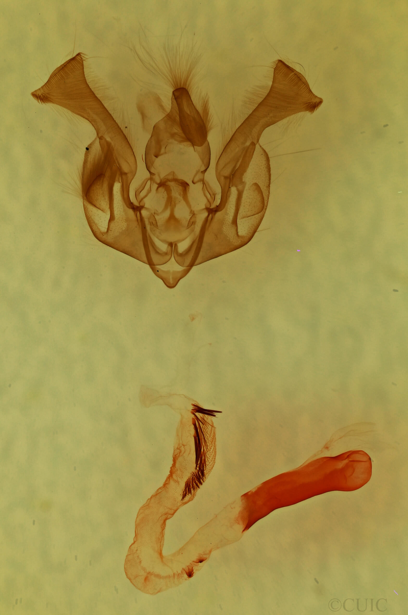 genitalia view of adult Lacinipolia olivacea